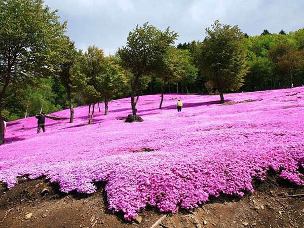 芝樱花海