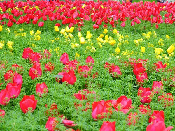 郁金香花海