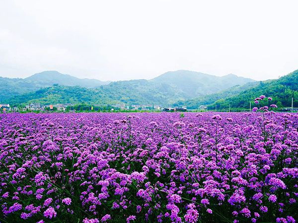 柳叶马鞭草