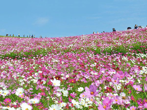 波斯菊花海1