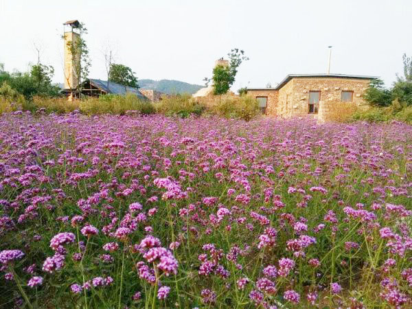 马鞭草花海