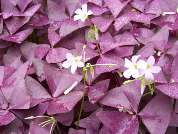 紫叶酢浆草1