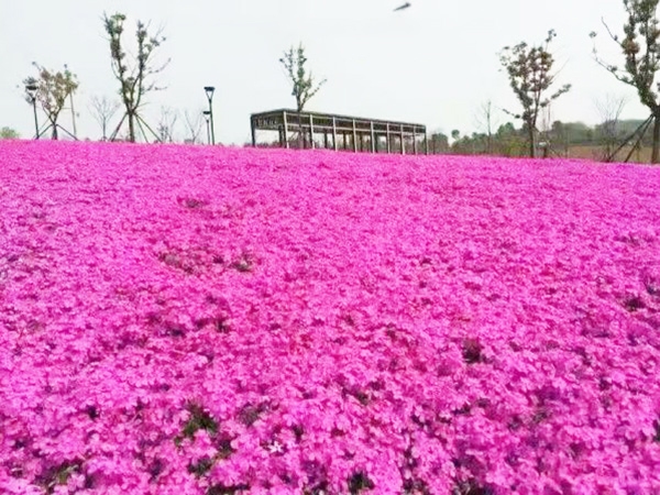 芝樱花海