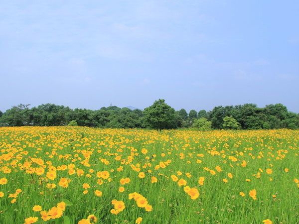 金鸡菊花海