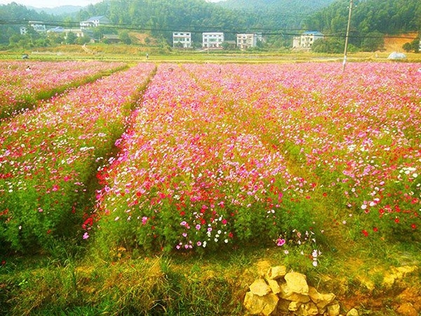 花海系列