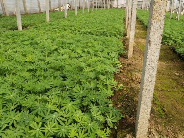羽扇豆